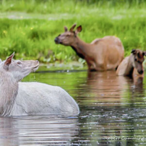 Cedar Meadows Spa & Resort A white elk is swimming in the water with other animals at Cedar Meadows Resort & Spa in Timmins, Ontario. - Timmins, Ontario