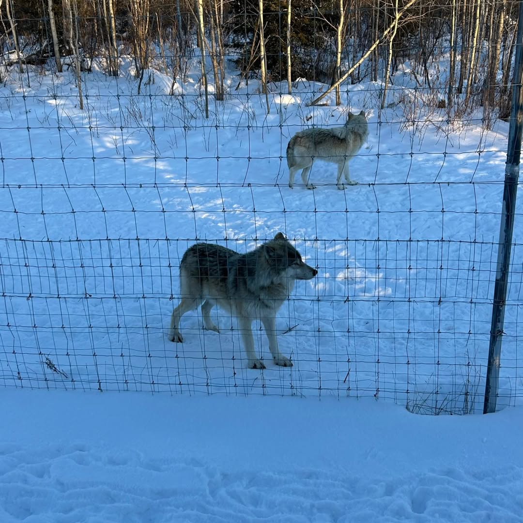 Cedar Meadows Spa & Resort Two wolves stand in a snowy enclosure, separated by a fence. Trees are visible in the background. - Timmins, Ontario